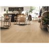 Elegance Oak Creme 81162 Mammut Plus Kronotex