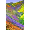 VALLEY OF FLOWERS